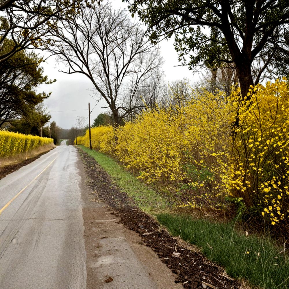 Lynwood Gold Forsythia Live Plant – Deciduous Shrub with Bright Yellow Spring Blooms – Forsythia x intermedia 1 Gallon Pot