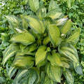 Hosta 'Island Breeze' Bare Root Plant, Yellow Variegated Foliage, Shade Perennial with Red Speckled Petioles