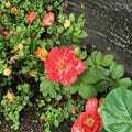 Pinata Rose Live Plant 3 Gallon Multicolor Yellow Orange Blooms Rosa 'Pinata' Garden Shrub