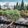 Dwarf Scotch Pine Live Plant – Miniature Evergreen Conifer in 1-Gallon Pot – Pinus sylvestris 'Jeremy' for Rock Gardens & Containers