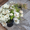Iceberg Floribunda Rose – 3 Gallon Live Bush Plant with Pure White Blooms, Everblooming, Rosa hybrid Garden Shrub