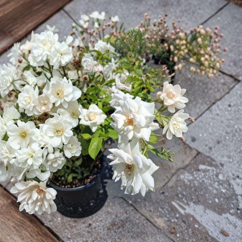 Iceberg Floribunda Rose – 3 Gallon Live Bush Plant with Pure White Blooms, Everblooming, Rosa hybrid Garden Shrub