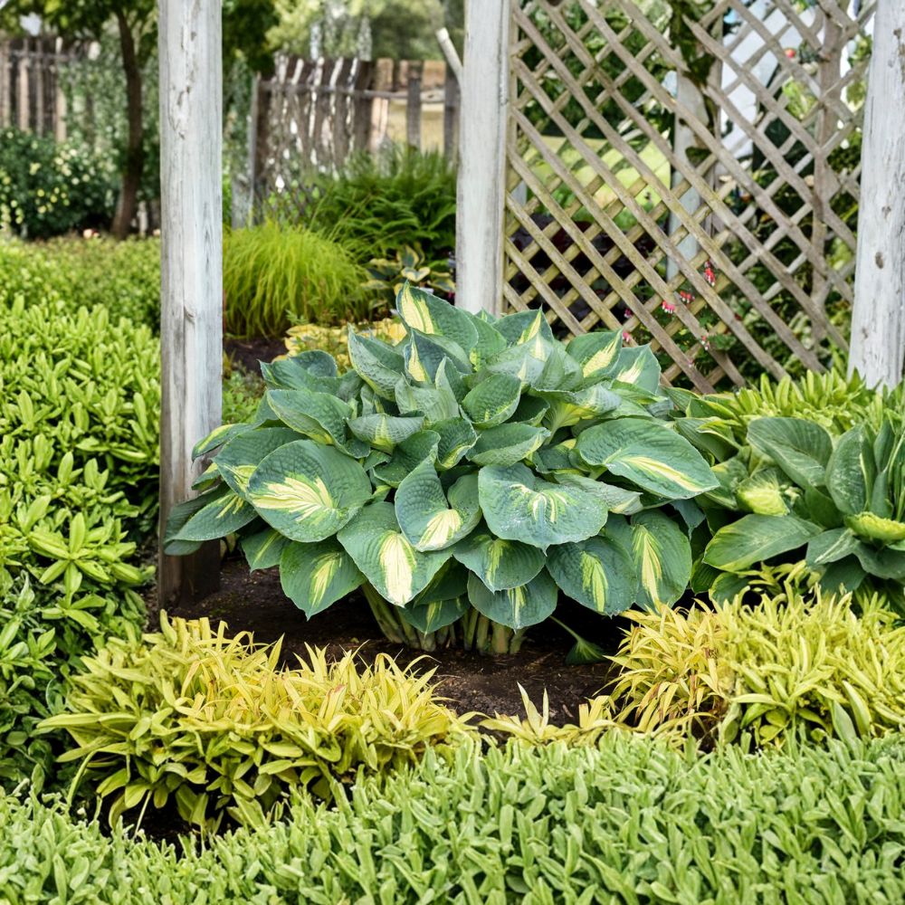 Hosta 'Hudson Bay' Bare Root Plant - Blue Variegated Foliage with Creamy White Centers - Shade Garden Perennial