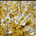 Hamamelis x intermedia 'Brandis' Witch Hazel Live Plant – Bright Yellow Winter Blooms, Hardy Shrub in 2-Gallon Pot