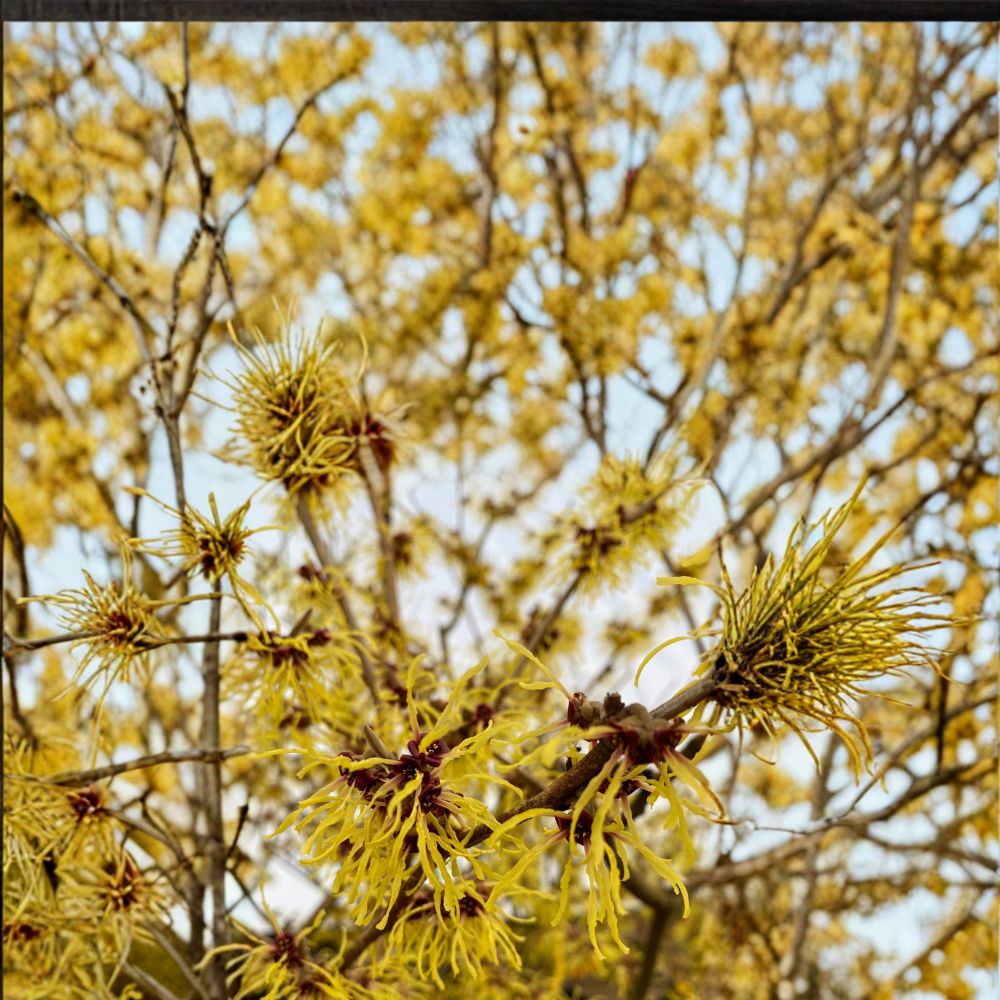 Hamamelis x intermedia 'Brandis' Witch Hazel Live Plant – Bright Yellow Winter Blooms, Hardy Shrub in 2-Gallon Pot
