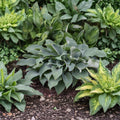 Hosta 'Halcyon' Bare Root Plant – Frosty Blue Shade Perennial with Slug-Resistant Foliage and Blue-Violet Flowers