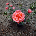 Tropicana Hybrid Tea Rose Plant - 5 Gallon Orange Fragrant Bush - Rosa 'Tropicana' Award-Winning Garden Rose