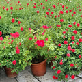 Red Drift Rose Groundcover Bush 2 Gallon Container Vibrant Red Blooms Disease-Resistant Rosa 'Red Drift'