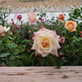 Peace Rose Live Plant – Hybrid Tea Rose, Yellow Pink Blooms, 3-Gallon Container, Rosa 'Peace'