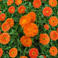 Orange King Calendula Seeds – Organic Non-GMO Heirloom Flower for Gardens & Containers | Calendula officinalis, Bright Orange Blooms
