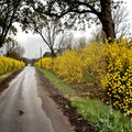 Northern Gold Forsythia Live Shrub 1 Gallon Pot, Bright Yellow Spring Blooms, Forsythia x intermedia, Cold Hardy Flowering Plant