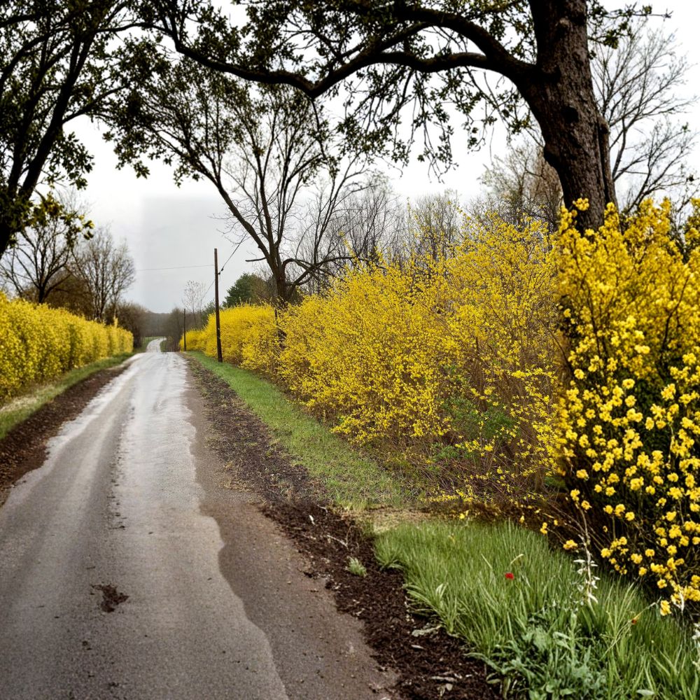 Northern Gold Forsythia Live Shrub 1 Gallon Pot, Bright Yellow Spring Blooms, Forsythia x intermedia, Cold Hardy Flowering Plant