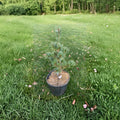 Pinus parviflora 'Adcock’s Dwarf' Japanese White Pine Live Plant – 12-Inch Evergreen Conifer with Blue-Green Needles