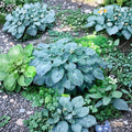 Hosta 'Blue Angel' Bare Root Plant - Giant Blue-Green Foliage, Shade Garden Perennial, Slug Resistant Herbaceous Plant
