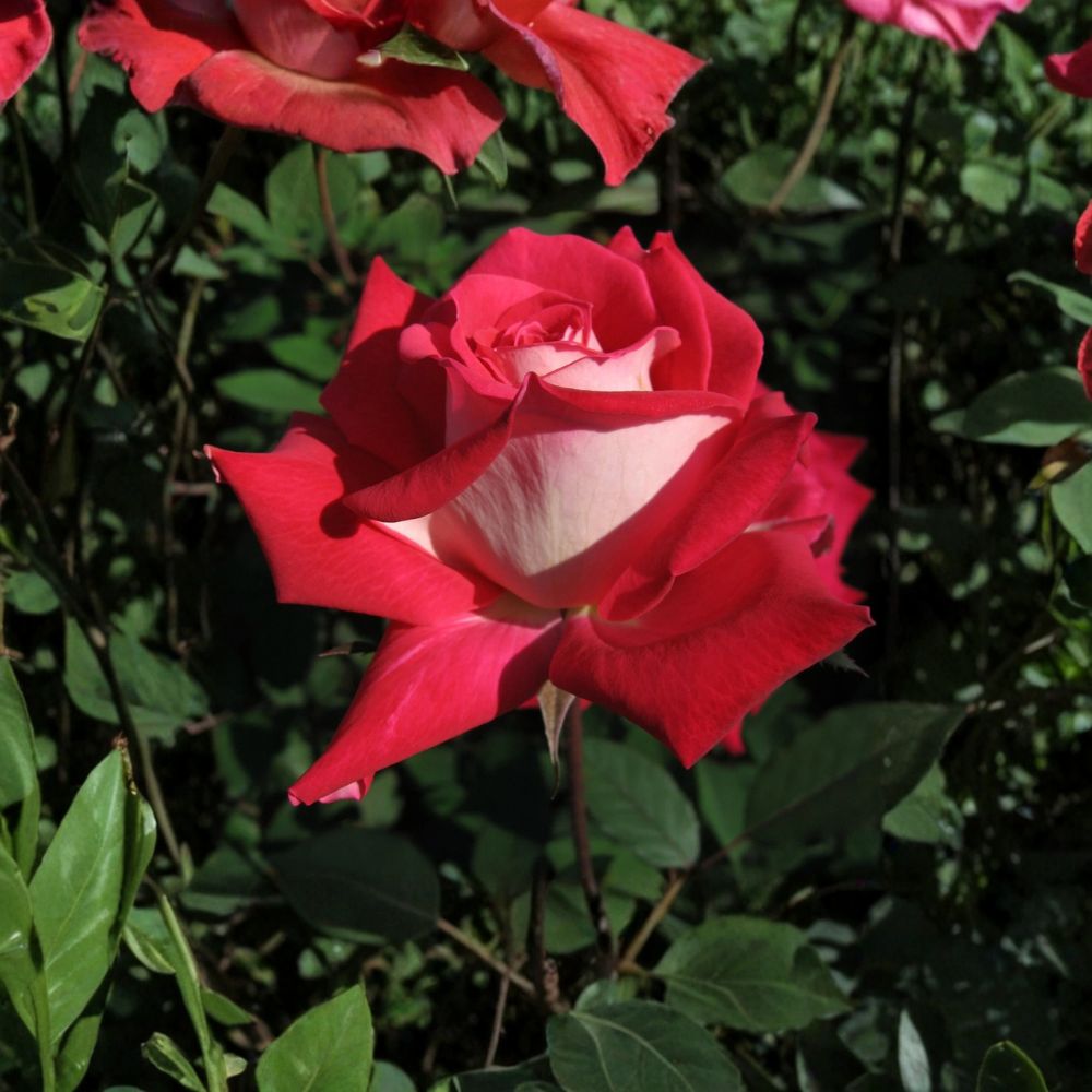 Love Grandiflora Rose Live Plant – Ruby Red & White Fragrant Blooms, 2-Gallon Shrub, Rosa 'LOVE' Garden Flowering Rose