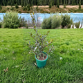 English Holly Live Plant Beanie Johnson Male Evergreen Shrub Ilex aquifolium 2 Gallon Pot