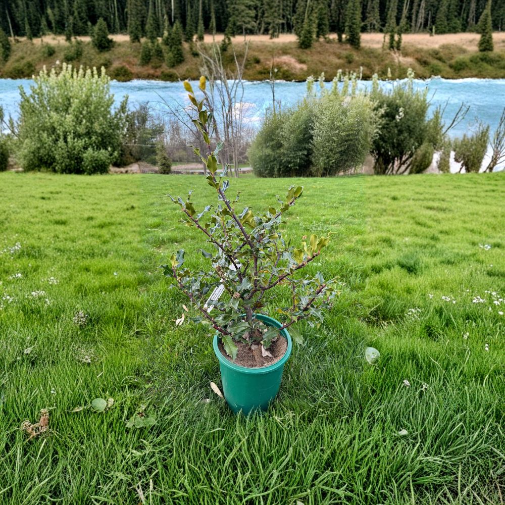 English Holly Live Plant Beanie Johnson Male Evergreen Shrub Ilex aquifolium 2 Gallon Pot