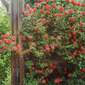 Climbing Rose Plant 2-Gallon Salmon Pink Fragrant Garden Rose Rosa 'America' for Trellis Fence Wall