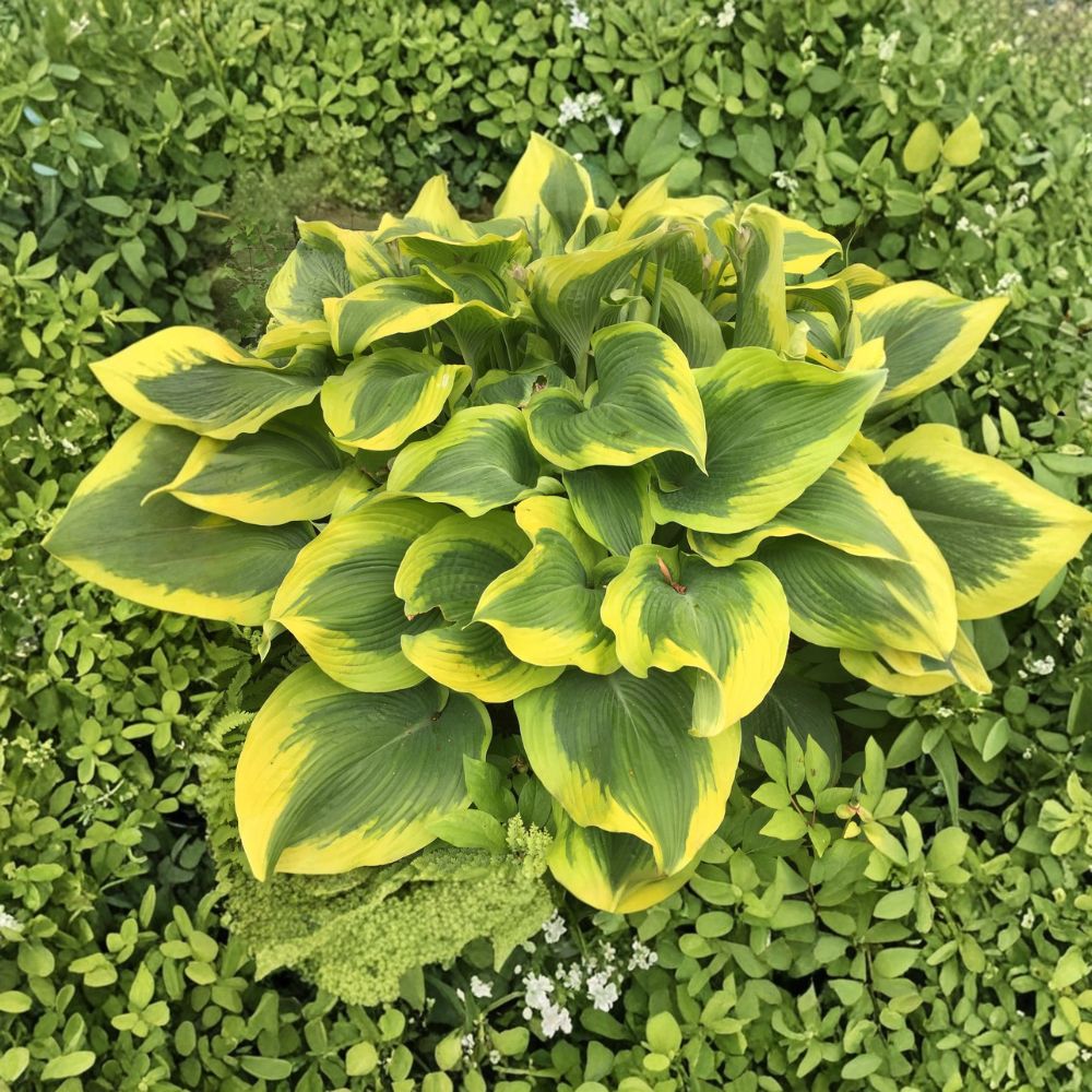 Giant Variegated Hosta 'Atlantis' Bare Root Plant - Golden Yellow Margins, Shade Garden Perennial, Lavender Flowers