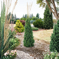 Columnar Norway Spruce Live Plant | 12-Inch Tall Evergreen Tree | Picea abies 'Cupressina' | Narrow Vertical Landscape Accent