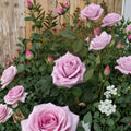 Blue Girl Hybrid Tea Rose Live Plant – Mauve Lavender Fragrant Rose Bush, 1-Gallon Rosa 'Blue Girl' for Garden and Cut Flowers