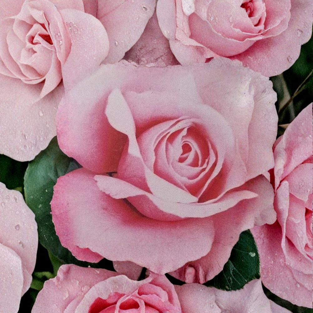 Queen Elizabeth Grandiflora Rose Live Pink Rose Bush, 2-Gallon Container, Fragrant Garden Shrub, Full Sun, Award-Winning Rosa