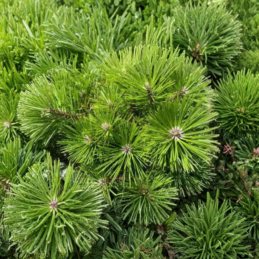 Pinus densiflora 'Vibrant' Japanese Red Pine Live Plant – 12 Inches Tall, Evergreen Conifer, Low Mounding, Easy Care Landscape Tree