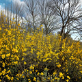 Forsythia Live Plant 2 Gallon Pot | Bright Yellow Spring Blooms | Compact Hardy Shrub | Forsythia mandschurica 'Vermont Sun'