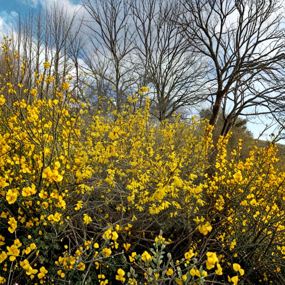 Forsythia Live Plant 2 Gallon Pot | Bright Yellow Spring Blooms | Compact Hardy Shrub | Forsythia mandschurica 'Vermont Sun'