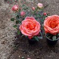 Tropicana Hybrid Tea Rose Plant – Live Orange Rose Bush in 5-Gallon Container, Fragrant Garden Flower, Full Sun Shrub, Rosa 'Tropicana'