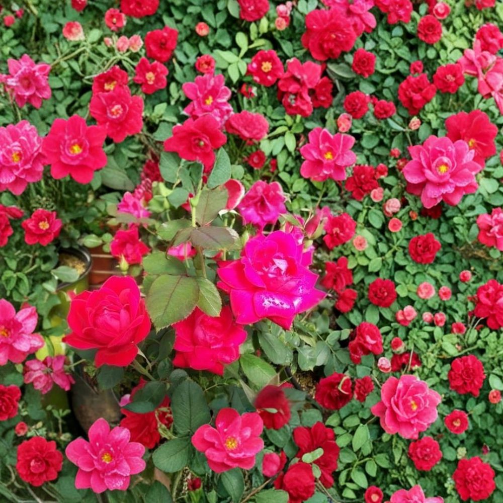 Double Knock Out® Red Rose Bush Plant - 1 Gallon, Disease-Resistant, Easy to Grow, Full Sun, Rosa 'Double Knock Out'