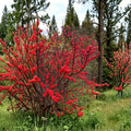 Winterberry Holly Live Plant 1 Gallon Pot Bright Red Berries Ilex verticillata 'Winter Red' Native Deciduous Shrub