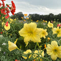 Daylily Bare Root Plants – Lemon Yellow Reblooming Hardy Perennial, Big Time Happy (Hemerocallis) – 3 Plants