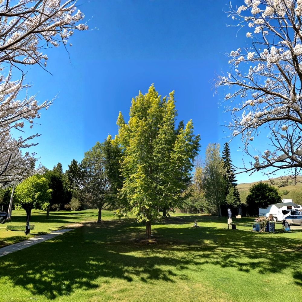 Metasequoia glyptostroboides 'Ogon' Dawn Redwood Tree Live Graft – Golden Foliage Conifer for Landscape & Garden