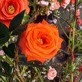 Marina Floribunda Rose Live Everblooming Shrub 2 Gallon Salmon Orange Flowers Garden Rose Plant