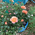 New Year Grandiflora Orange Rose Live Plant – 3 Gallon, Vibrant Blooming Shrub, Repeat Flowering, Garden & Landscape Rose, Rooted Live Plant