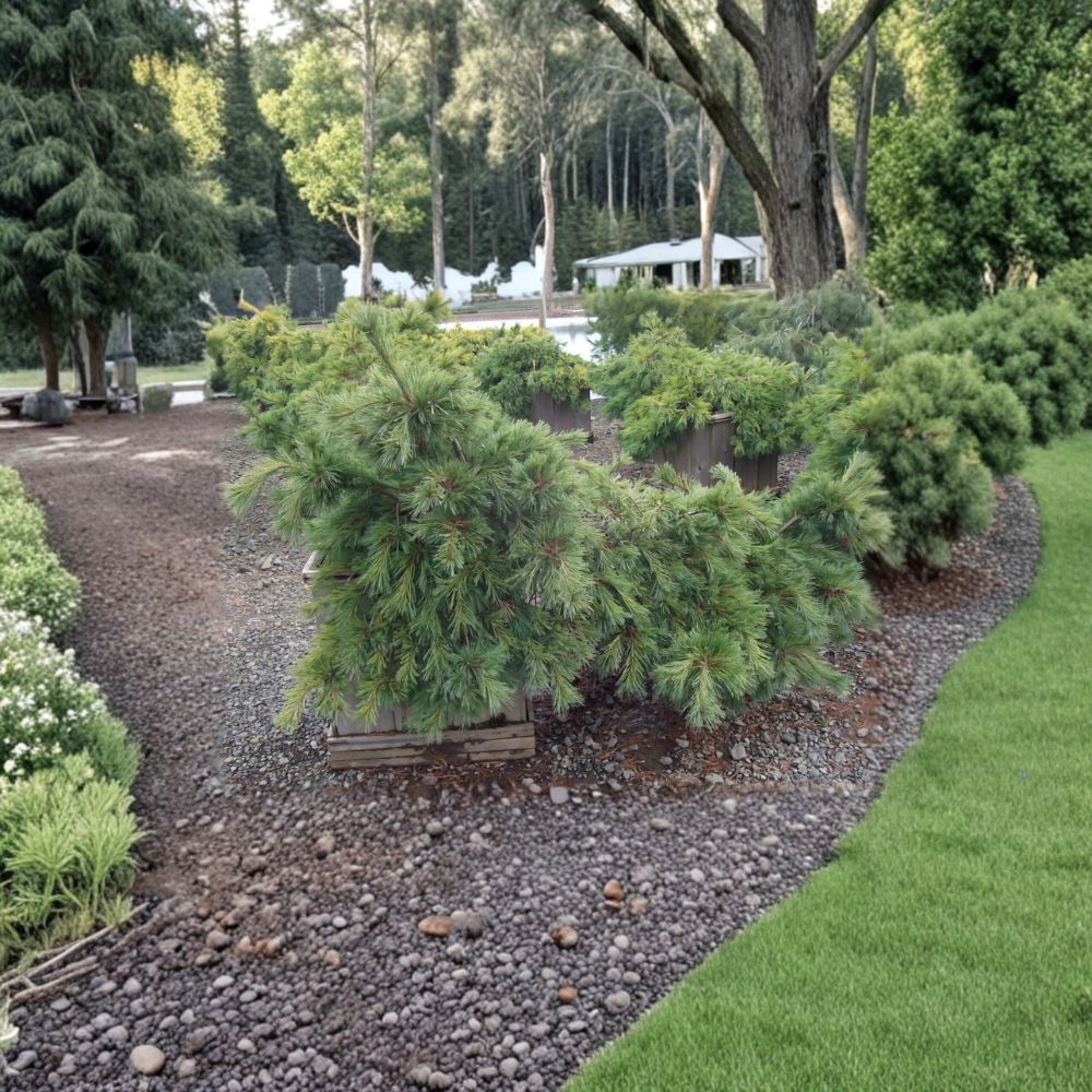 Pinus strobus 'Niagara Falls' White Pine Live Plant – 12-Inch Weeping Evergreen Conifer in 1-Gallon Pot