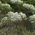 Groundseltree Live Plant 2 Gallon Native Shrub Baccharis halimifolia Coastal Garden Wildlife Habitat