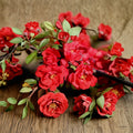 Chaenomeles speciosa 'Iwai Nishiki' Red Flowering Quince Live Plant | 1-Gallon Pot | Double Red Spring Blooms | Compact Deciduous Shrub