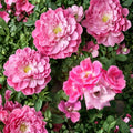 Pink Knock Out® Rose Live Plant – 1 Gallon, Medium Pink, Disease Resistant Shrub Rose, Repeat Blooming, Easy Care Landscape Plant