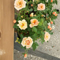 Miniature Rose Bush 2-Gallon Southern Peach Apricot Yellow Blooms Rosa 'Southern Peach'
