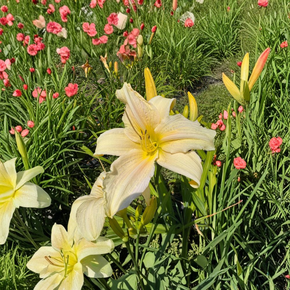 Daylily Bare Root Plants – 'Gentle Blessing' Hemerocallis, Hardy Perennial Flower, Easy to Grow, Garden Favorite, 3 Plants