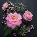 Hybrid Tea Rose Live Plant, 3 Gallon Kordes Perfecta Cream Pink Fragrant Garden Rose