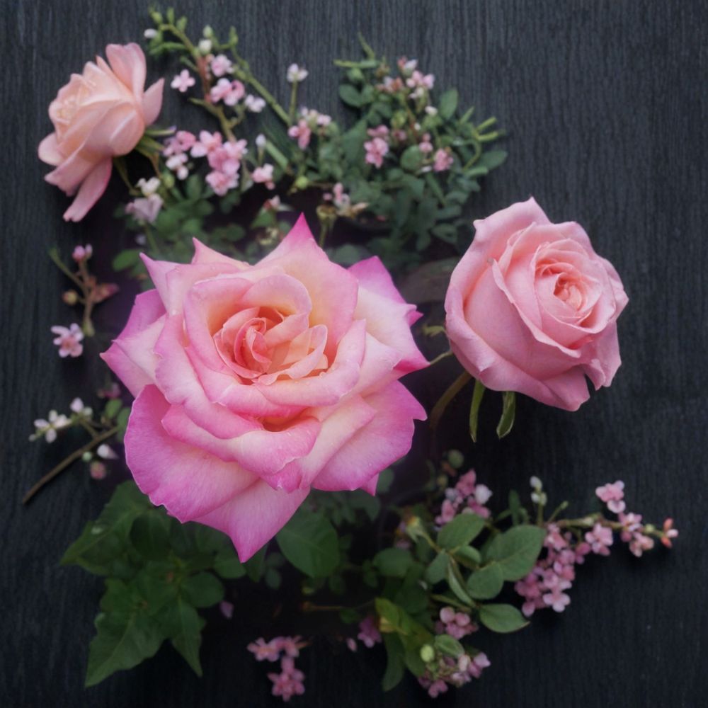 Hybrid Tea Rose Live Plant, 3 Gallon Kordes Perfecta Cream Pink Fragrant Garden Rose