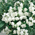 Mockorange Shrub 2 Gallon Pot Fragrant Double White Blooms Philadelphus virginalis 'Bouquet Blanc'