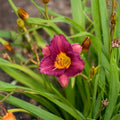 Purple De Oro Daylily Bare Root Plants – Razzmatazz, Reblooming Herbaceous Perennial, Medium Purple Flowers, Hemerocallis