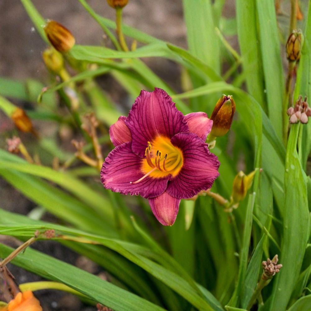 Purple De Oro Daylily Bare Root Plants – Razzmatazz, Reblooming Herbaceous Perennial, Medium Purple Flowers, Hemerocallis