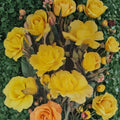 Climbing Rose Plant 3 Gallon Daffodil Yellow Blooms Rosa 'Golden Showers' Garden Climber