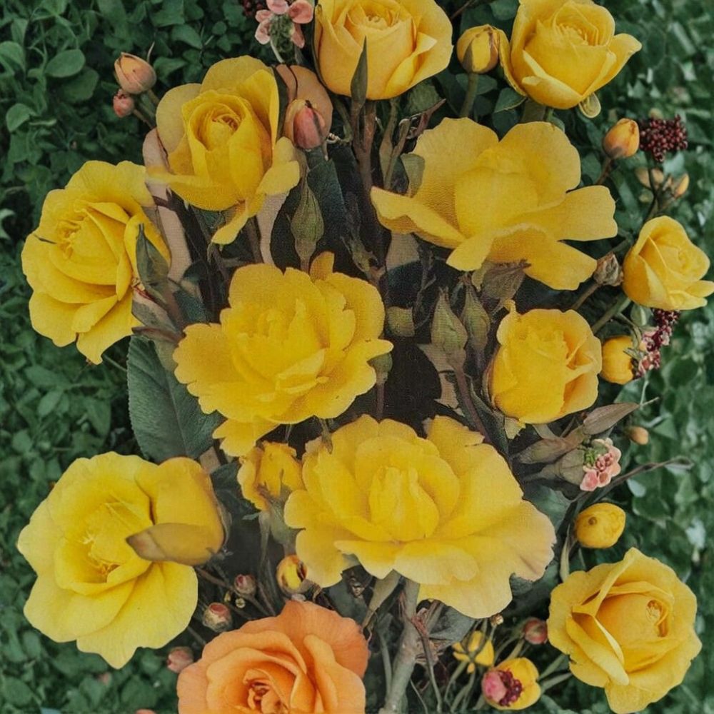 Climbing Rose Plant 3 Gallon Daffodil Yellow Blooms Rosa 'Golden Showers' Garden Climber