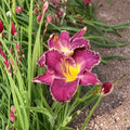 Hemerocallis Viking Magic Daylily Bare Root Plants – Hardy Perennial Flower, Pollinator Friendly, Easy to Grow Garden Favorite